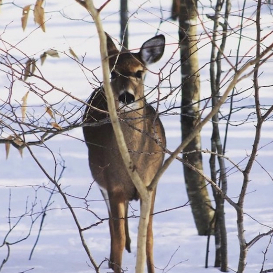East River Woodlands