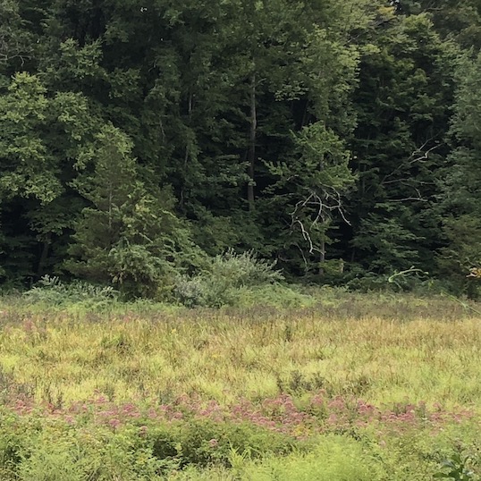 Priscilla Otte Preserve