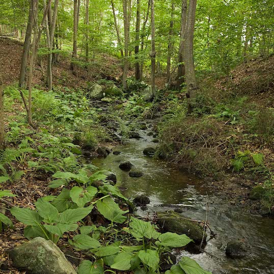 Tanner Marsh Brook