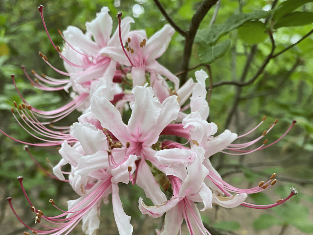 Kampmeyer Preserve Acquisition